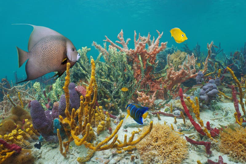 Het kleurrijke mariene leven in een ertsader van het Caraïbische overzees