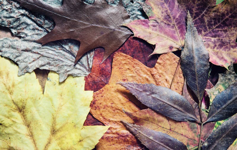 Het kleurrijke thema van de herfstbladeren royalty-vrije stock afbeelding Het kleurrijke thema van de herfstbladeren royalty-vrije stock afbeelding