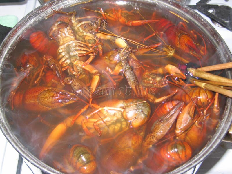 Het koken van rivierkreeften royalty-vrije stock afbeelding Het koken van rivierkreeften royalty-vrije stock afbeelding