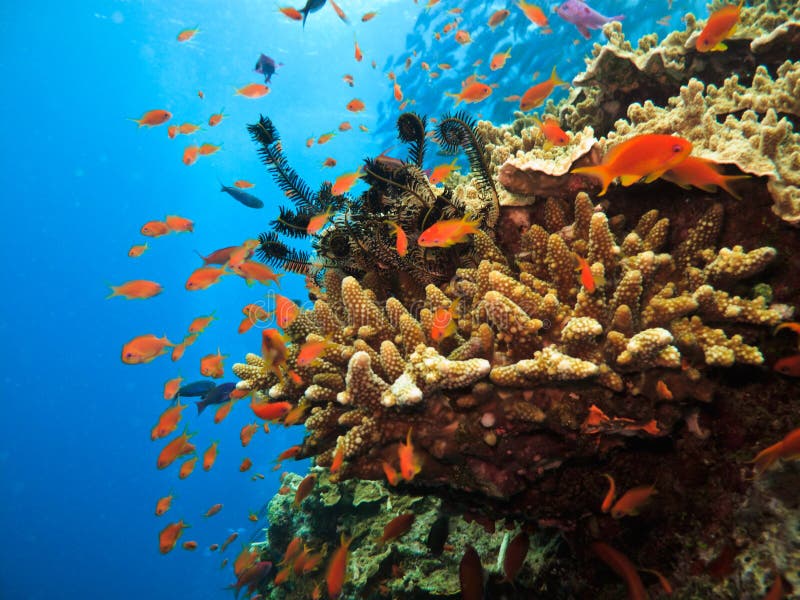 Clown Fish, Amphiprion ocellaris, and Branching Coral on Great Barrier Reef Australia. Clown Fish, Amphiprion ocellaris, and Branching Coral on Great Barrier Reef Australia