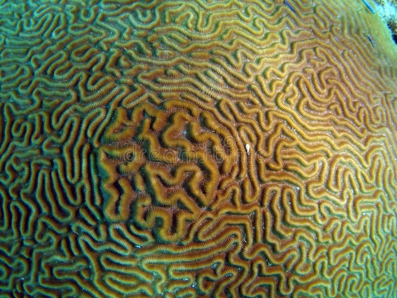 Close-up of brain coral underwater in the ocean. Close-up of brain coral underwater in the ocean.