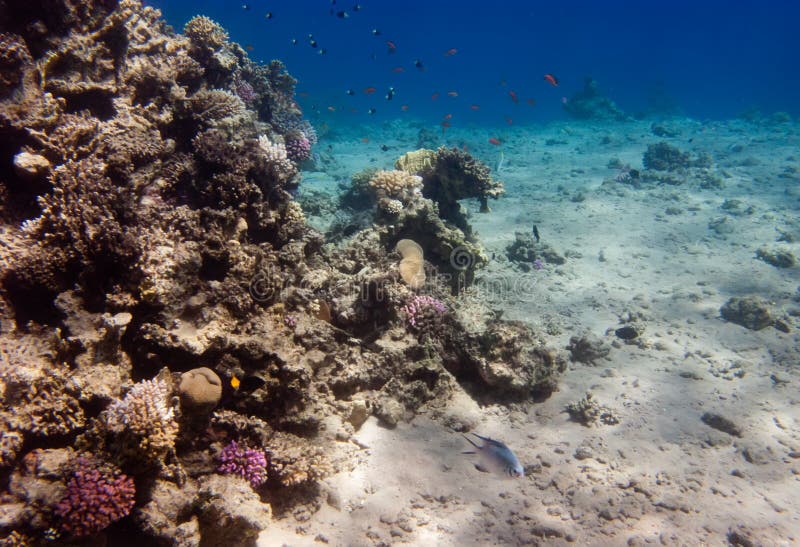 Het koraalrif van Egypte dichtbij Dahab in echte kleuren stock afbeelding Het koraalrif van Egypte dichtbij Dahab in echte kleuren stock afbeelding