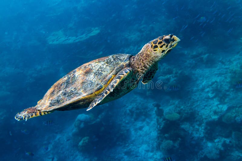 Het koraalrifachtergrond van de Hawksbillzeeschildpad stock foto's Het koraalrifachtergrond van de Hawksbillzeeschildpad stock foto's