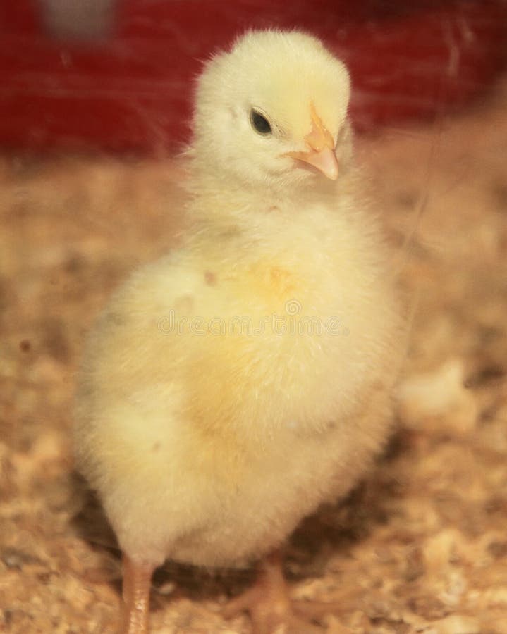 Het Kuiken van de baby stock afbeelding Het Kuiken van de baby stock afbeelding