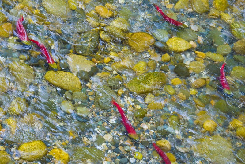 Sockeye Salmon make the difficult swim upstream to spawning in a shallow Canadian River near Shuswap & Slamon Arm, August 2010, British Columbia, Canada. Sockeye Salmon make the difficult swim upstream to spawning in a shallow Canadian River near Shuswap & Slamon Arm, August 2010, British Columbia, Canada