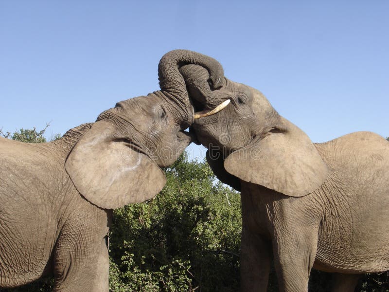 Teenage Elephants playing in the ADDO Elephant National Park. Teenage Elephants playing in the ADDO Elephant National Park