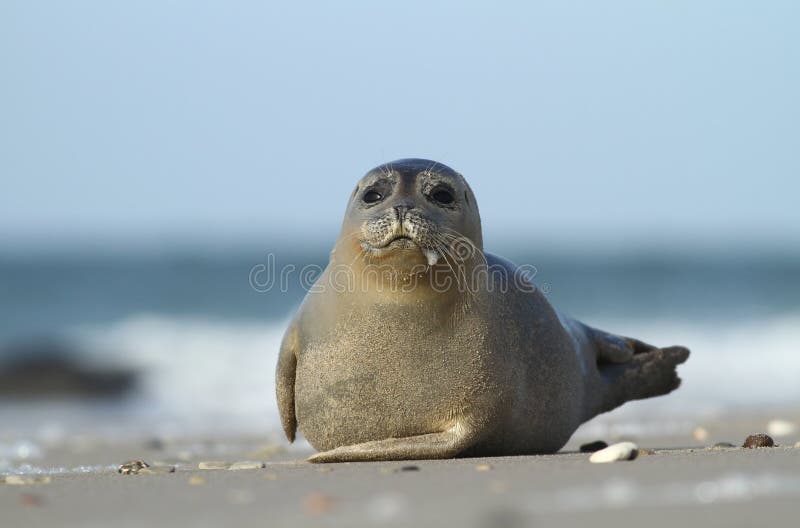 Zeehond kwijlt royalty-vrije stock afbeelding