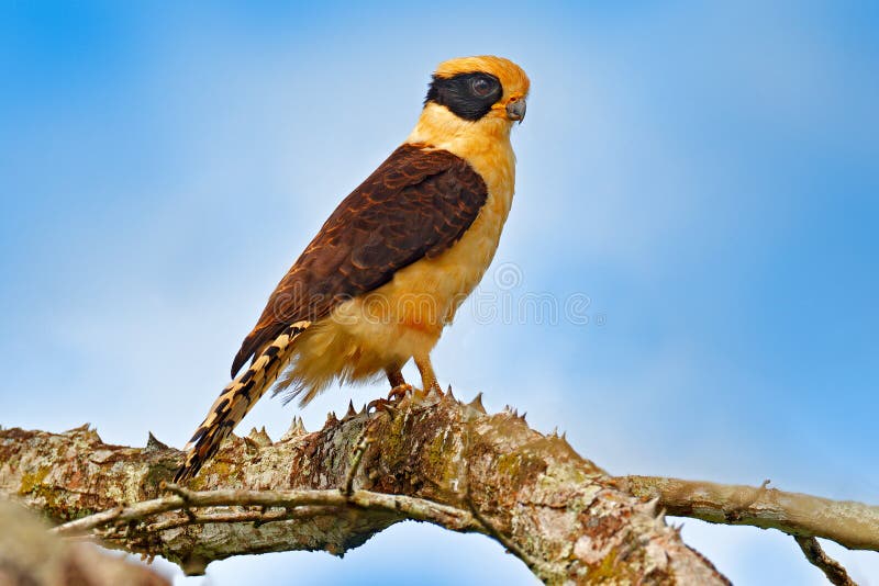 Het lachen valk, Herpetotheres die cachinnans, op de boom met blauwe hemel, Tarcoles-Rivier, het Nationale Park van Carara, Costa royalty-vrije stock afbeelding Het lachen valk, Herpetotheres die cachinnans, op de boom met blauwe hemel, Tarcoles-Rivier, het Nationale Park van Carara, Costa royalty-vrije stock afbeelding