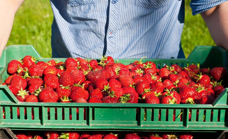 Unrecognizable farmer picking crate with fresh strawberries. Unrecognizable farmer picking crate with fresh strawberries