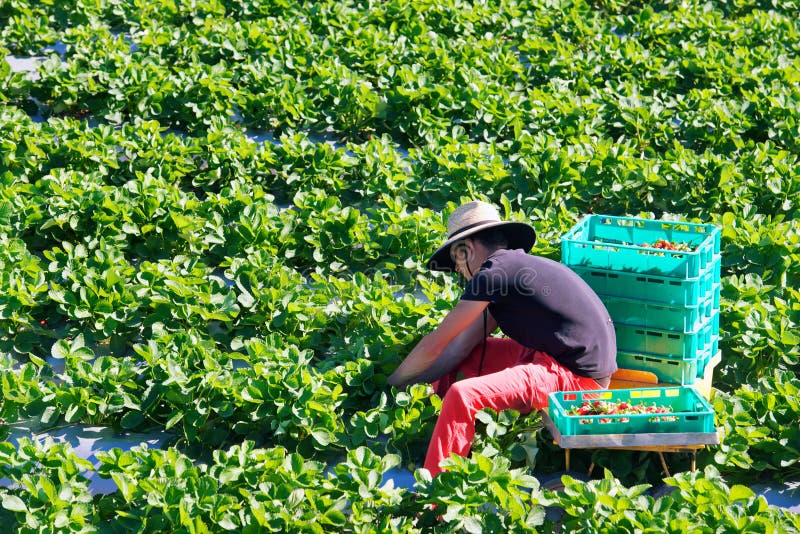 Wwoofer picking strawberries in a strawberry farm, Queensland Australia. WWOOF is a movement linking volunteers with farmers to promote cultural and educational experiences. Photo taken 30 May 2016, Strawberry Fields, Palmview. Wwoofer picking strawberries in a strawberry farm, Queensland Australia. WWOOF is a movement linking volunteers with farmers to promote cultural and educational experiences. Photo taken 30 May 2016, Strawberry Fields, Palmview