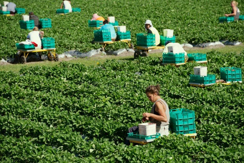 Wwoofers picking strawberries in a strawberry farm, Queensland Australia. WWOOF is a movement linking volunteers with farmers to promote cultural and educational experiences. Photo taken 30 May 2016, Strawberry Fields, Palmview. Wwoofers picking strawberries in a strawberry farm, Queensland Australia. WWOOF is a movement linking volunteers with farmers to promote cultural and educational experiences. Photo taken 30 May 2016, Strawberry Fields, Palmview