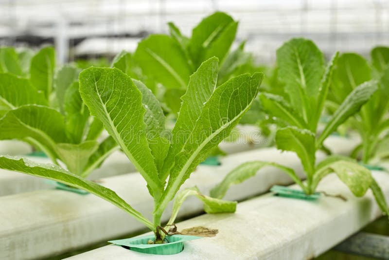 Het landbouwbedrijf van de groentenhydrocultuur royalty-vrije stock fotografie Het landbouwbedrijf van de groentenhydrocultuur royalty-vrije stock fotografie