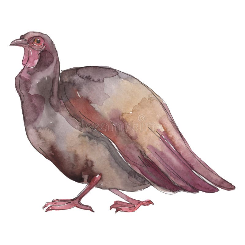 Het landbouwbedrijfdier van Turkije in een geïsoleerde waterverfstijl Aquarelle wild dier voor achtergrond stock illustratie Het landbouwbedrijfdier van Turkije in een geïsoleerde waterverfstijl Aquarelle wild dier voor achtergrond stock illustratie