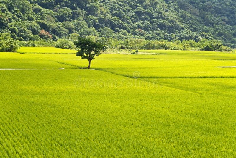 Het landelijke landschap van Taiwan stock foto Het landelijke landschap van Taiwan stock foto