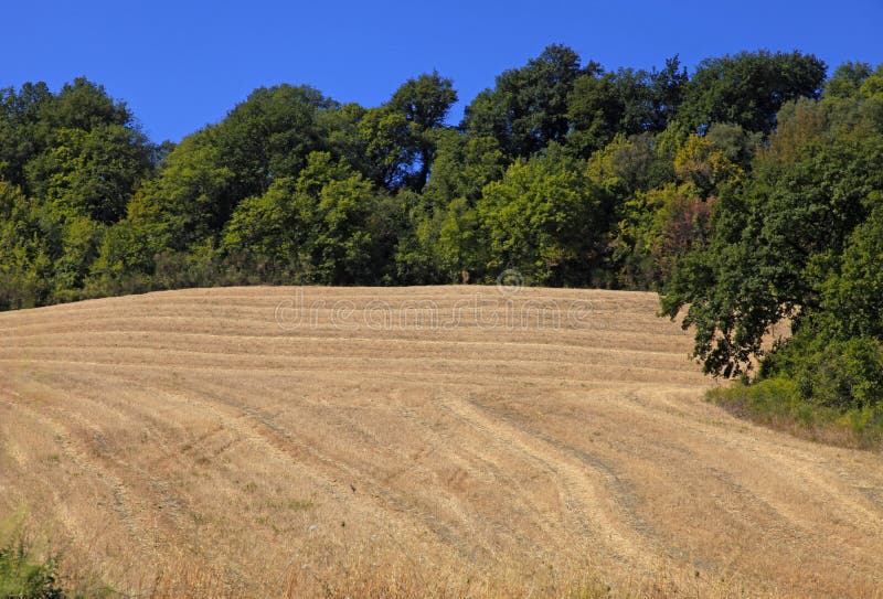 Het landelijke landschap van Toscanië met gele gebieden, Italië royalty-vrije stock foto's Het landelijke landschap van Toscanië met gele gebieden, Italië royalty-vrije stock foto's