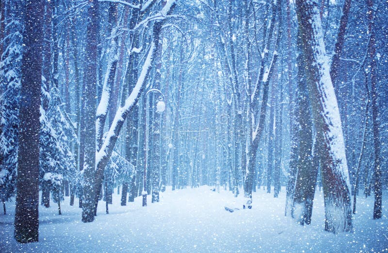 Het landschap van de aardwinter Mooie mening van de snow-covered steeg van het stadspark op een de winterdag Park tijdens een sne stock foto Het landschap van de aardwinter Mooie mening van de snow-covered steeg van het stadspark op een de winterdag Park tijdens een sne stock foto