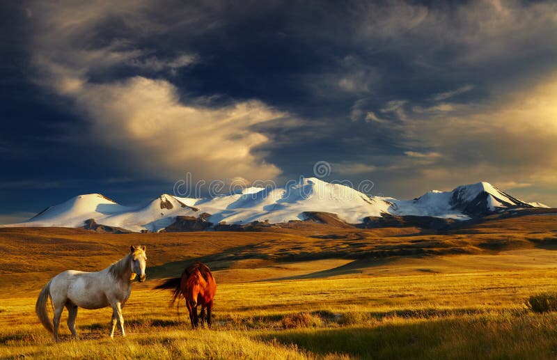 Grazing horses at sunset, plateau Ukok, the junction of Russian, Mongolian and Chinese boarders. Grazing horses at sunset, plateau Ukok, the junction of Russian, Mongolian and Chinese boarders