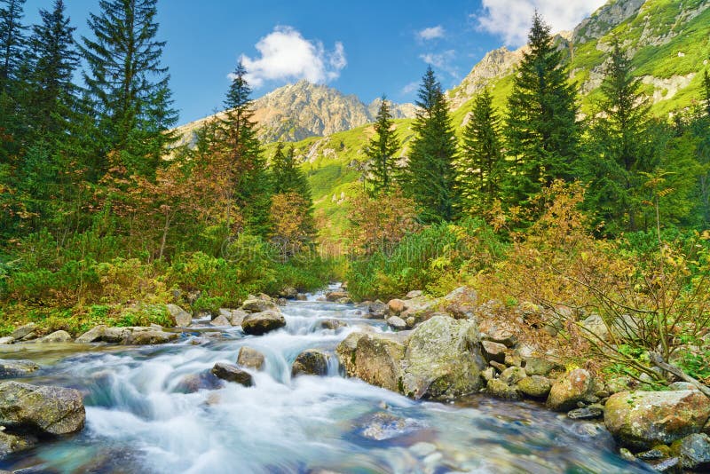 Bergbeeklandschap, Karpaten, bomen, beek stock fotografie