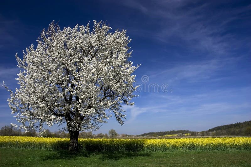 Het landschap van de bloesembomen van de lente