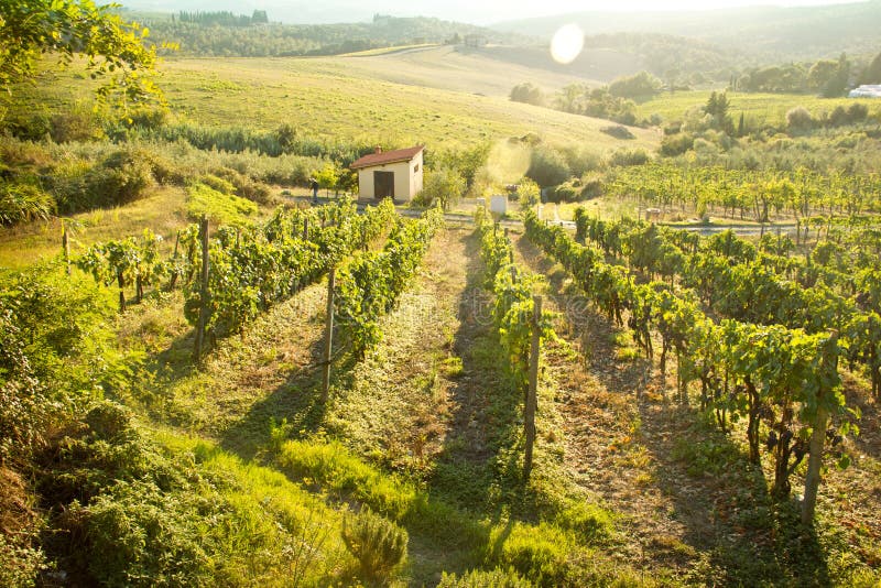 Het landschap van de chiantiwijngaard in Toscanië, Italië