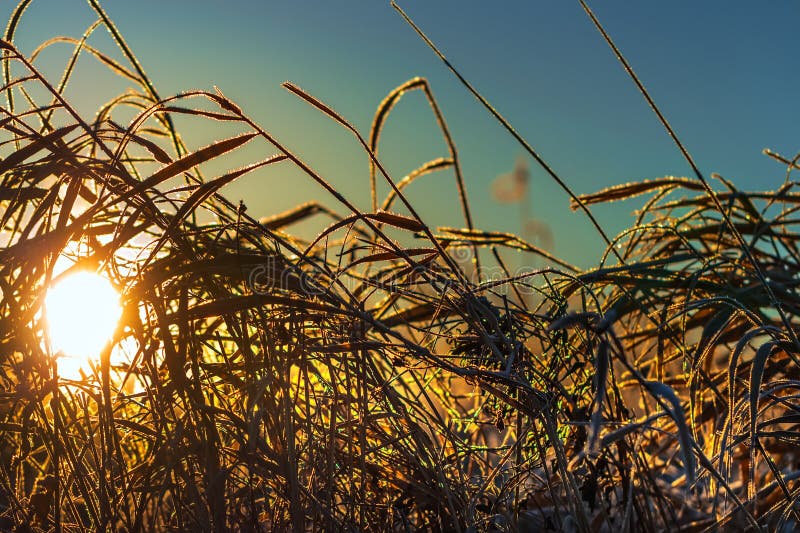 Het landschap van de de herfstochtend met vorst op het gras royalty-vrije stock afbeelding Het landschap van de de herfstochtend met vorst op het gras royalty-vrije stock afbeelding