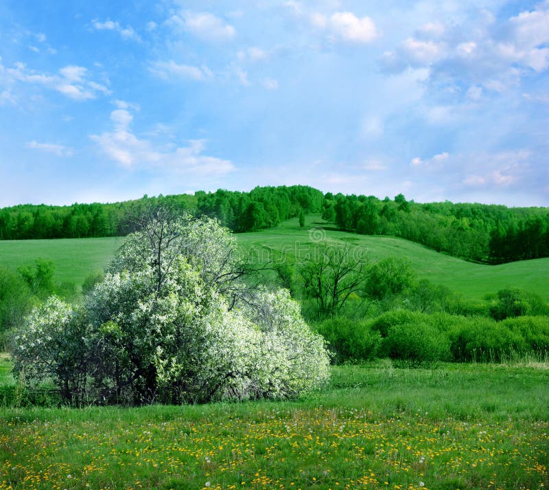Het landschap van de lente stock foto's Het landschap van de lente stock foto's