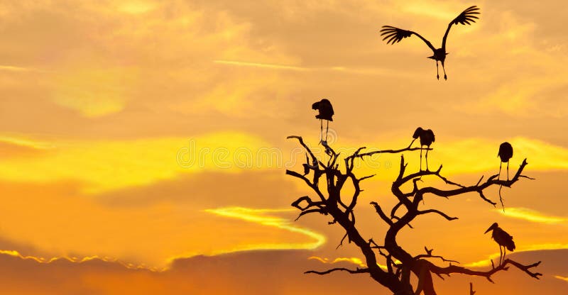 Download Het Landschap Van De Maribuooievaar Bij Zonsondergang Stock Foto - Afbeelding bestaande uit eenvoudig, warm: 107706522