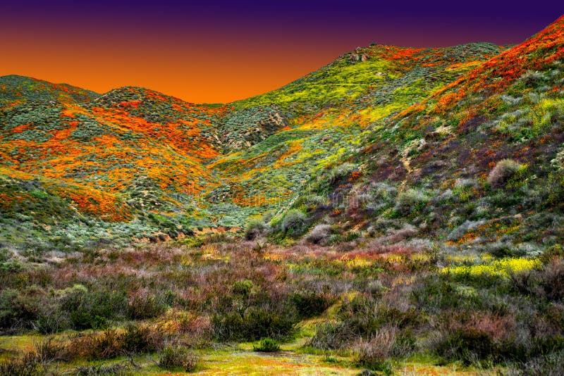 The sun cresting on the horizon highlighting wildflowers the in colors of gold, rich orange, green, magenta, and green tones covering miles of land including fertile hills and vallleys with beautiful flower of springs. The sun cresting on the horizon highlighting wildflowers the in colors of gold, rich orange, green, magenta, and green tones covering miles of land including fertile hills and vallleys with beautiful flower of springs.