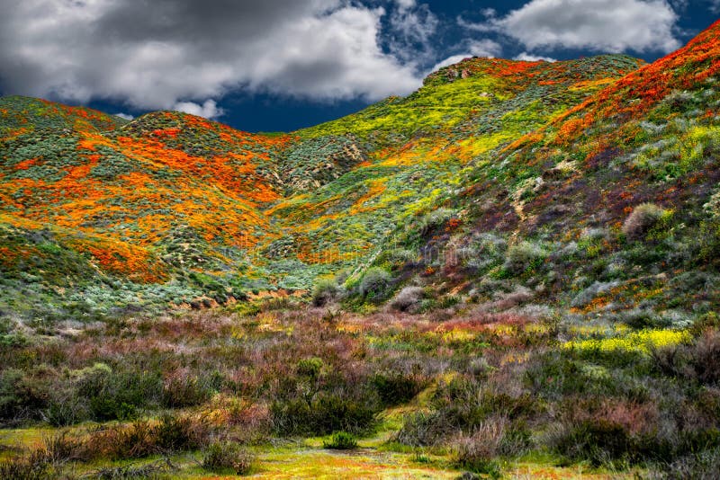 Het landschap van de Papavergebieden van Californië maakt een perfect beeld van de lente stock foto Het landschap van de Papavergebieden van Californië maakt een perfect beeld van de lente stock foto