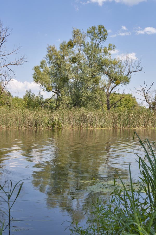 Het landschap van de Rosrivier royalty-vrije stock afbeeldingen Het landschap van de Rosrivier royalty-vrije stock afbeeldingen