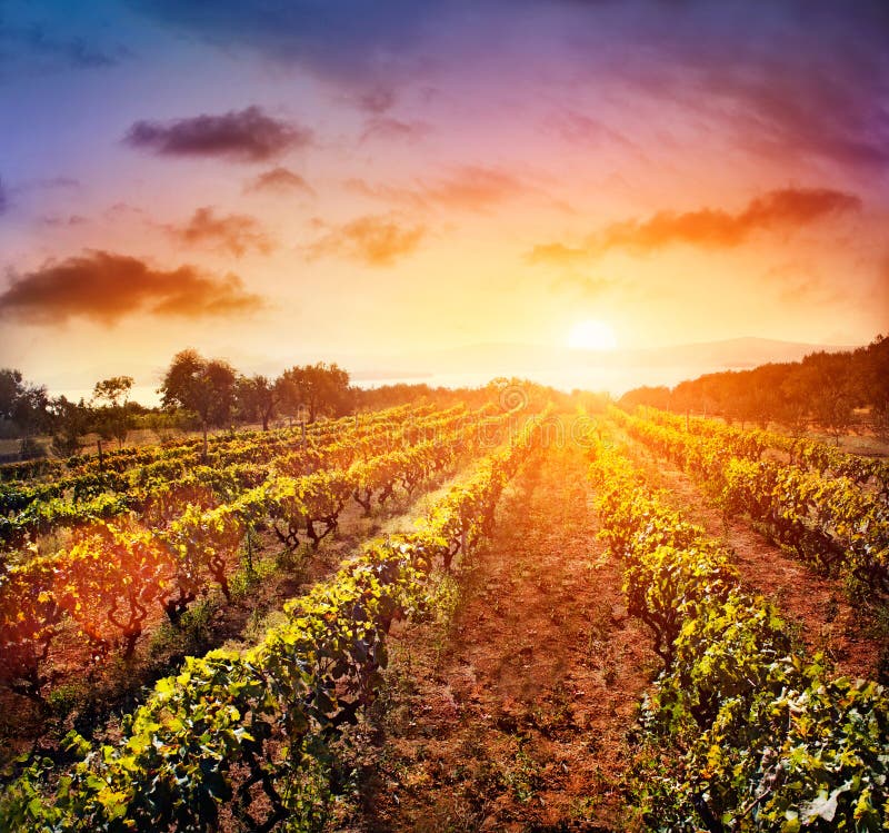 Het landschap van de wijngaard