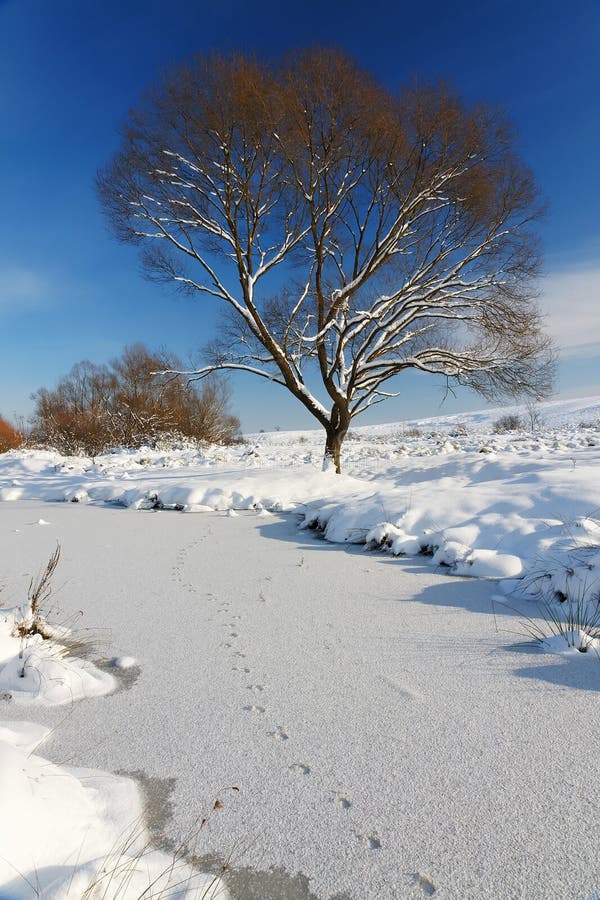 Winterlandschap stock afbeelding