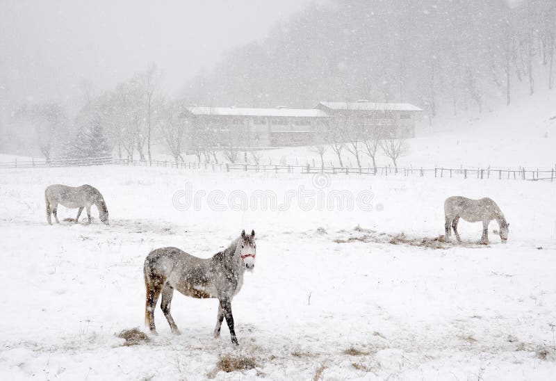 Het landschap van de winter stock foto's