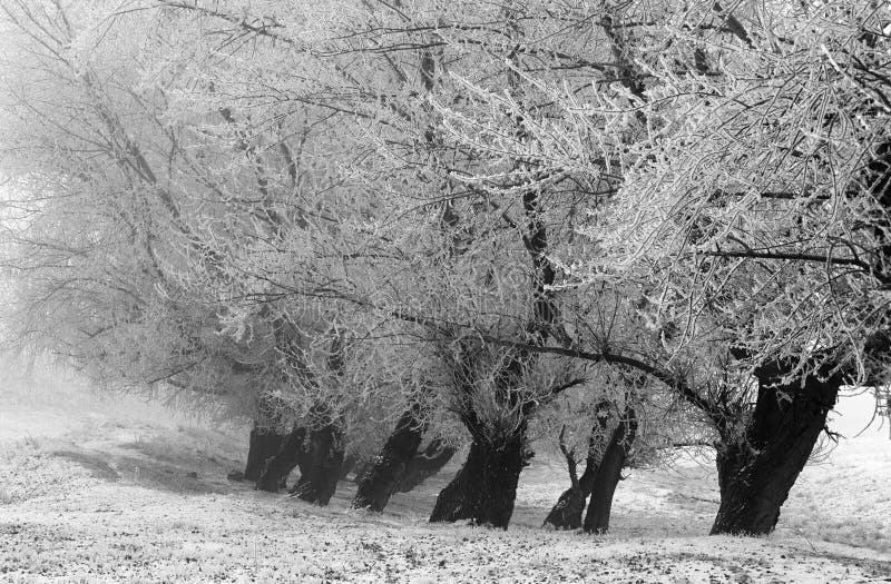 Winterlandschap stock foto