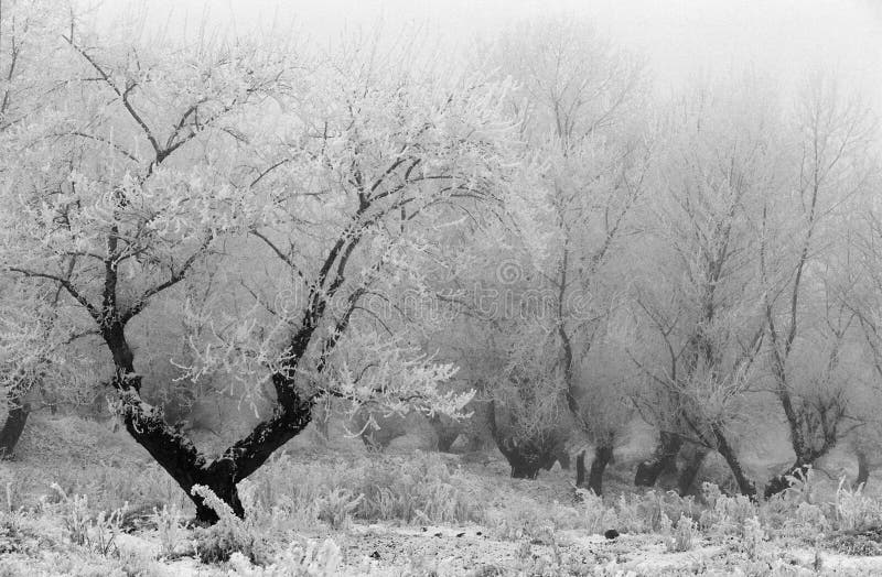 Winterlandschap royalty-vrije stock fotografie