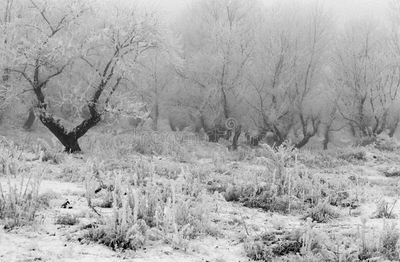 Winterlandschap stock afbeelding
