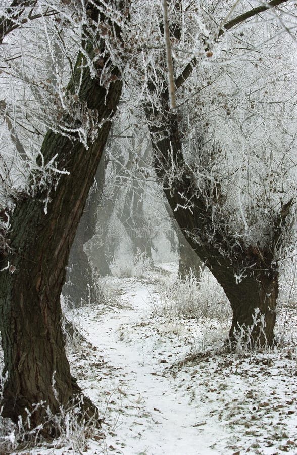 Winterlandschap royalty-vrije stock foto's