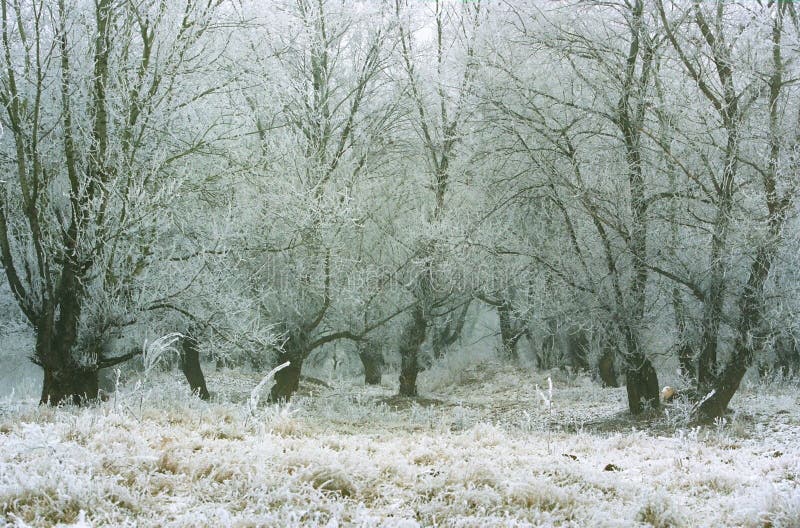 Winterlandschap stock afbeelding