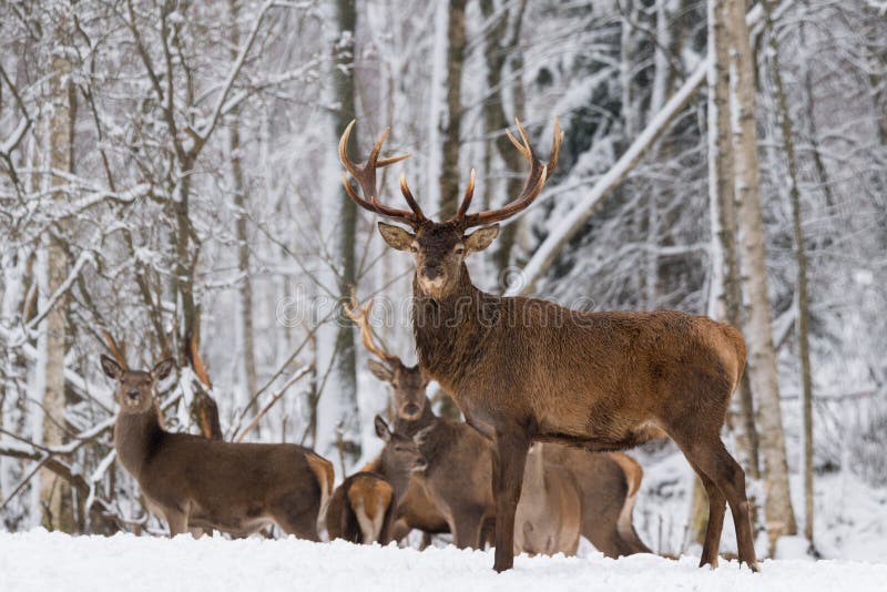 Het Landschap van het de winterwild met Groot Volwassen Rood Hertenmannetje Cervus Elaphus in Backround van de Winterberk Forest stock afbeelding Het Landschap van het de winterwild met Groot Volwassen Rood Hertenmannetje Cervus Elaphus in Backround van de Winterberk Forest stock afbeelding