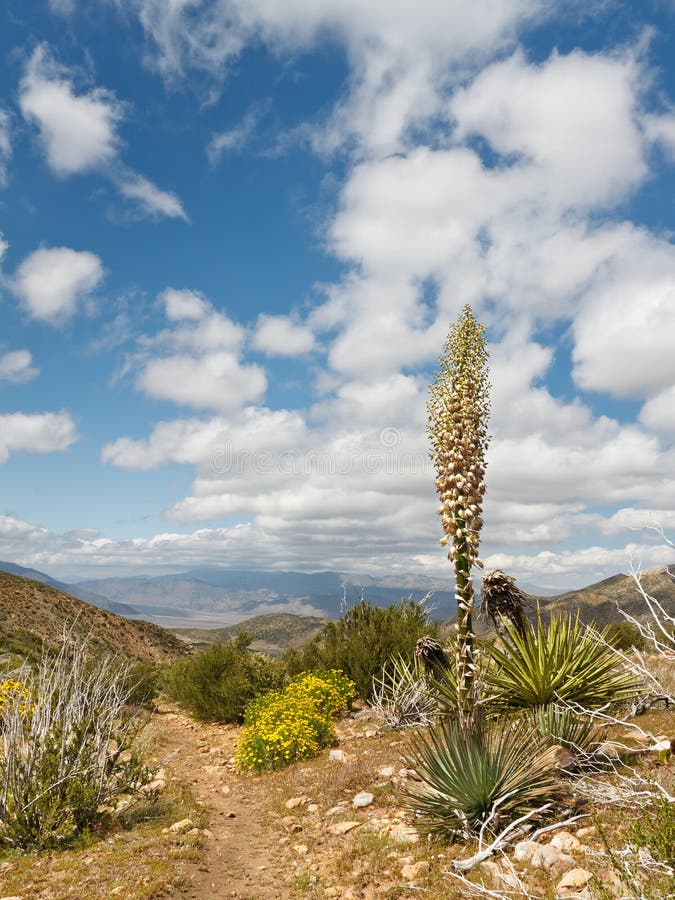 Woestijnlandschap in Anza-Borrego Desert State Park royalty-vrije stock fotografie