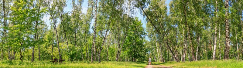 Het landschap van de de zomerlente - vrouw die met een kinderwagen in een berkbosje lopen op een zonnige dag stock fotografie Het landschap van de de zomerlente - vrouw die met een kinderwagen in een berkbosje lopen op een zonnige dag stock fotografie