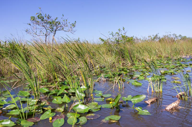 Het Landschap Van Florida Everglades Stock Afbeelding Image of riet