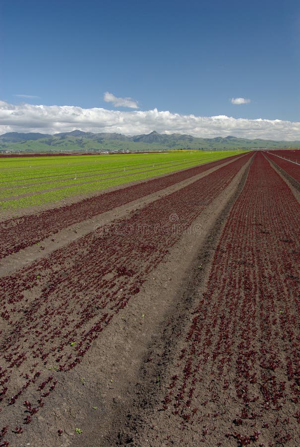 Het Landschap van het Gebied van de sla: Rode Verticaal stock foto's Het Landschap van het Gebied van de sla: Rode Verticaal stock foto's
