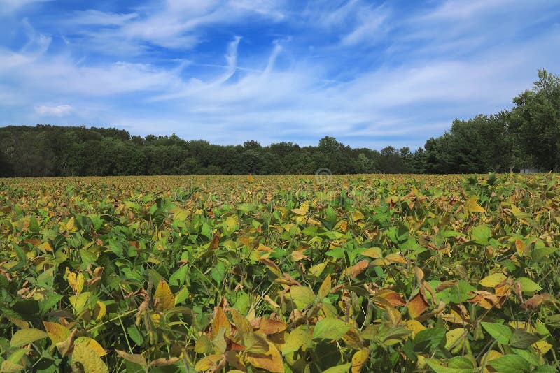 Het Landschap van het sojaboongebied stock afbeeldingen Het Landschap van het sojaboongebied stock afbeeldingen