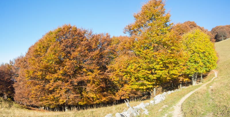 Het landschap van hout tijdens het de herfstseizoen met waarschuwt kleuren royalty-vrije stock afbeeldingen Het landschap van hout tijdens het de herfstseizoen met waarschuwt kleuren royalty-vrije stock afbeeldingen