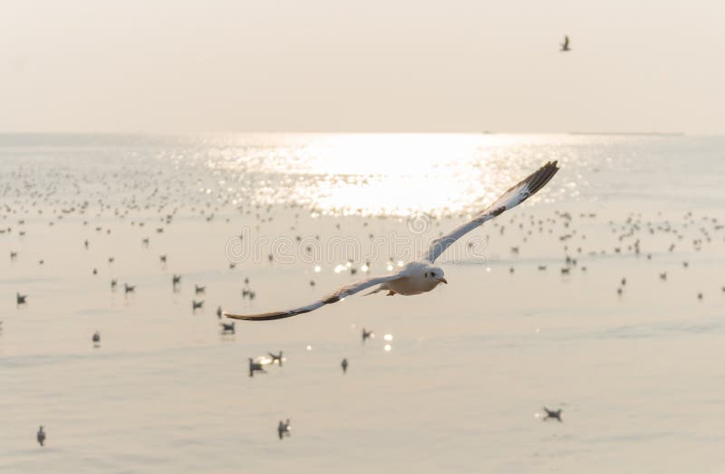 Het landschap, Zeemeeuwen vliegt boven troep van vogel op hemel bij het overzees bij zonsondergang stock foto's Het landschap, Zeemeeuwen vliegt boven troep van vogel op hemel bij het overzees bij zonsondergang stock foto's