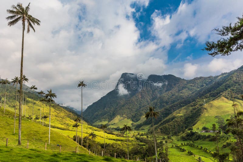 Het Las Palmas Quindio Colombia van valleicocora Salento Gr Bosque DE stock foto's Het Las Palmas Quindio Colombia van valleicocora Salento Gr Bosque DE stock foto's