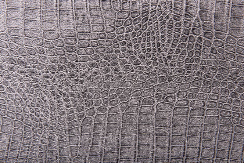 Crocodile skin leather, gray, silver background . Crocodile skin leather, gray, silver background .