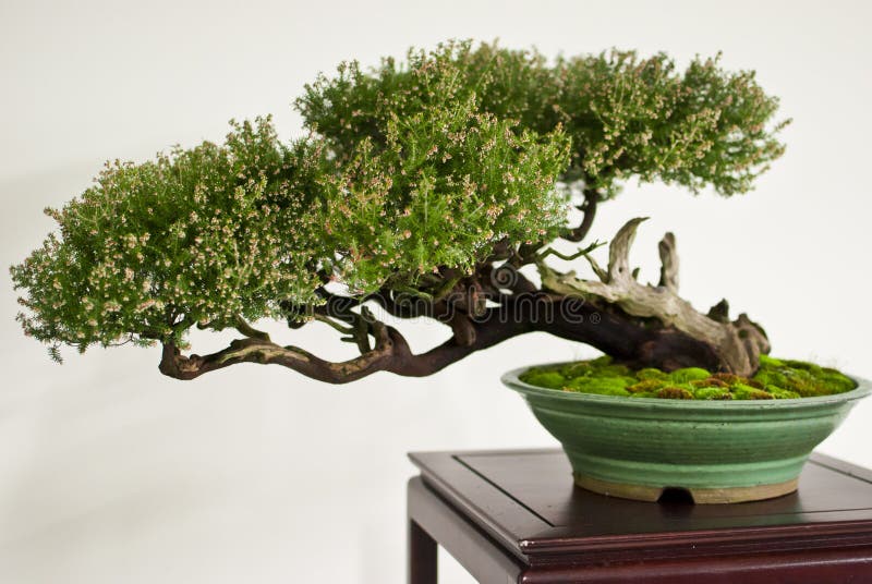 Het leggen van bonsai