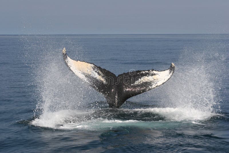 Het Letten op van de walvis